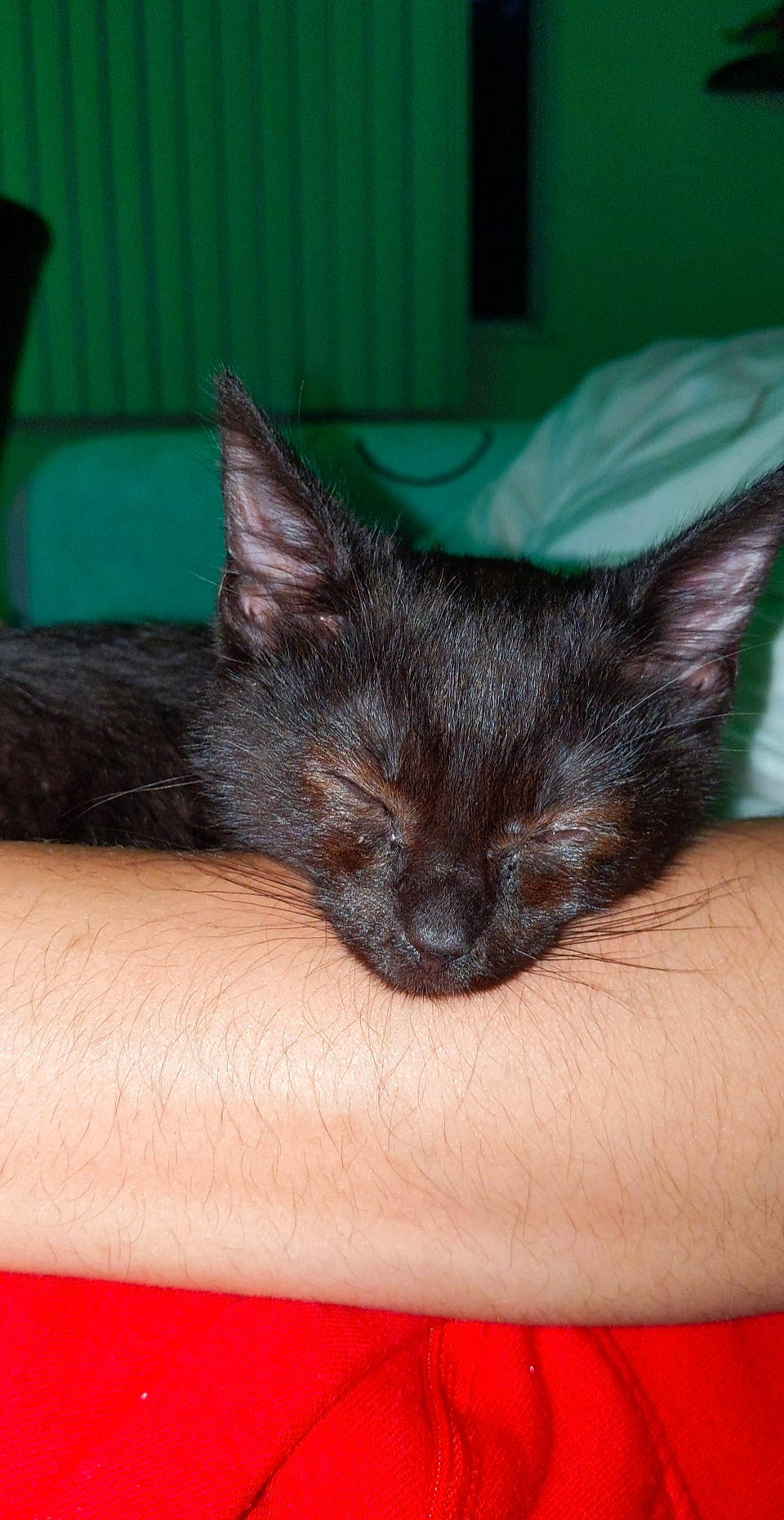 Ambrose joined the competition — help win amazing prizes! asian, black_cat, burmese, carnivore, cat, domestic_short_haired_cat, felidae, kitten, mammal, nap, nebelung, small_to_medium_sized_cats, vertebrate, whiskers