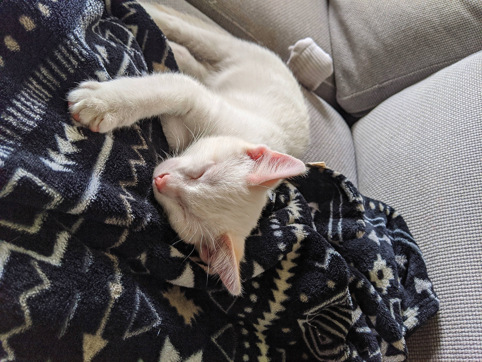 Lucius joined the competition — help win amazing prizes! carnivore, cat, claw, cornish_rex, fawn, felidae, fur, kitten, nap, paw, small_to_medium_sized_cats, tail, whiskers