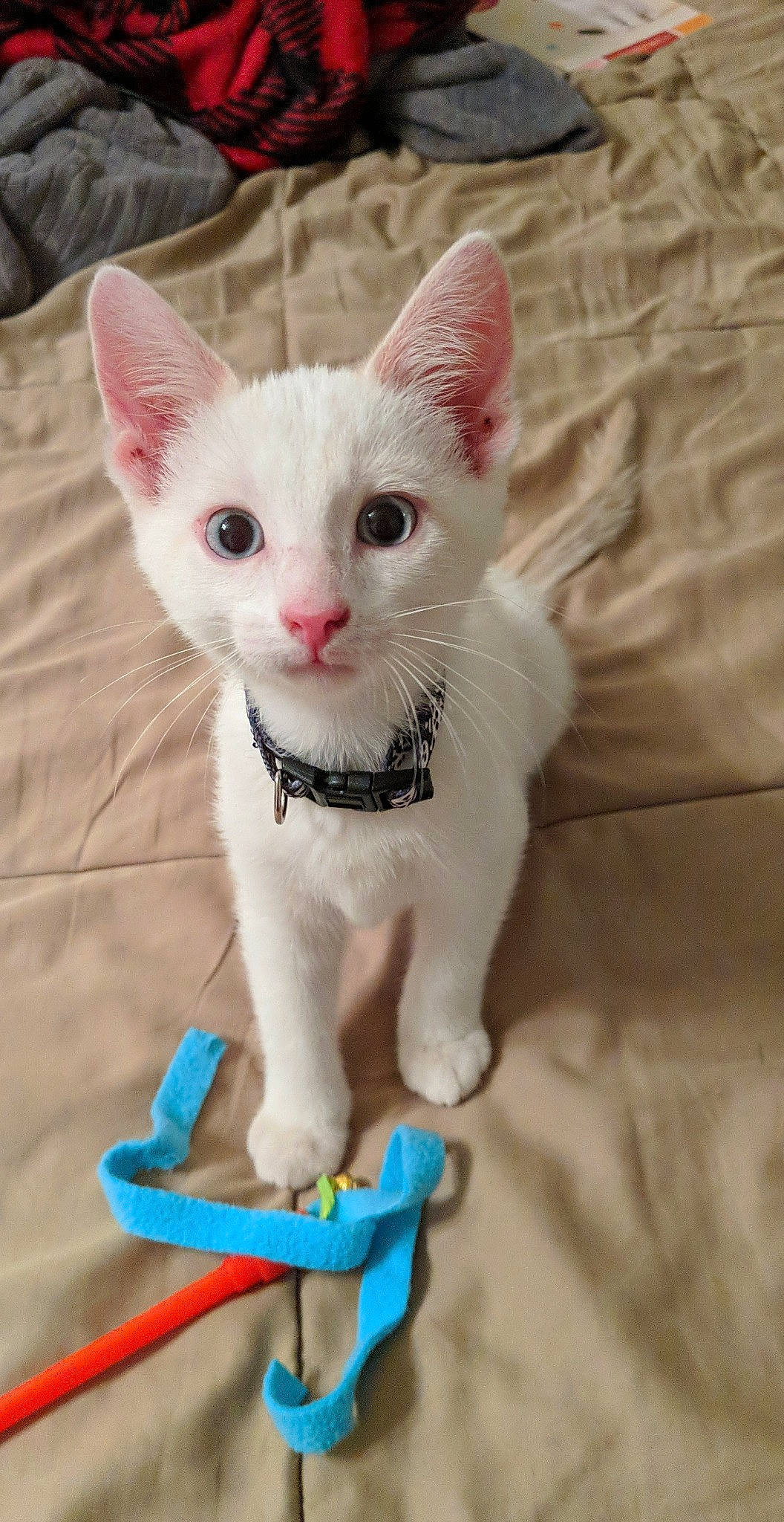 Lucius joined the competition — help win amazing prizes! aegean_cat, asian, carnivore, cat, colorpoint_shorthair, devon_rex, domestic_short_haired_cat, felidae, german_rex, javanese, khao_manee, kitten, mammal, ojos_azules, oriental_shorthair, small_to_medium_sized_cats, tail, turkish_angora, turkish_van, whiskers