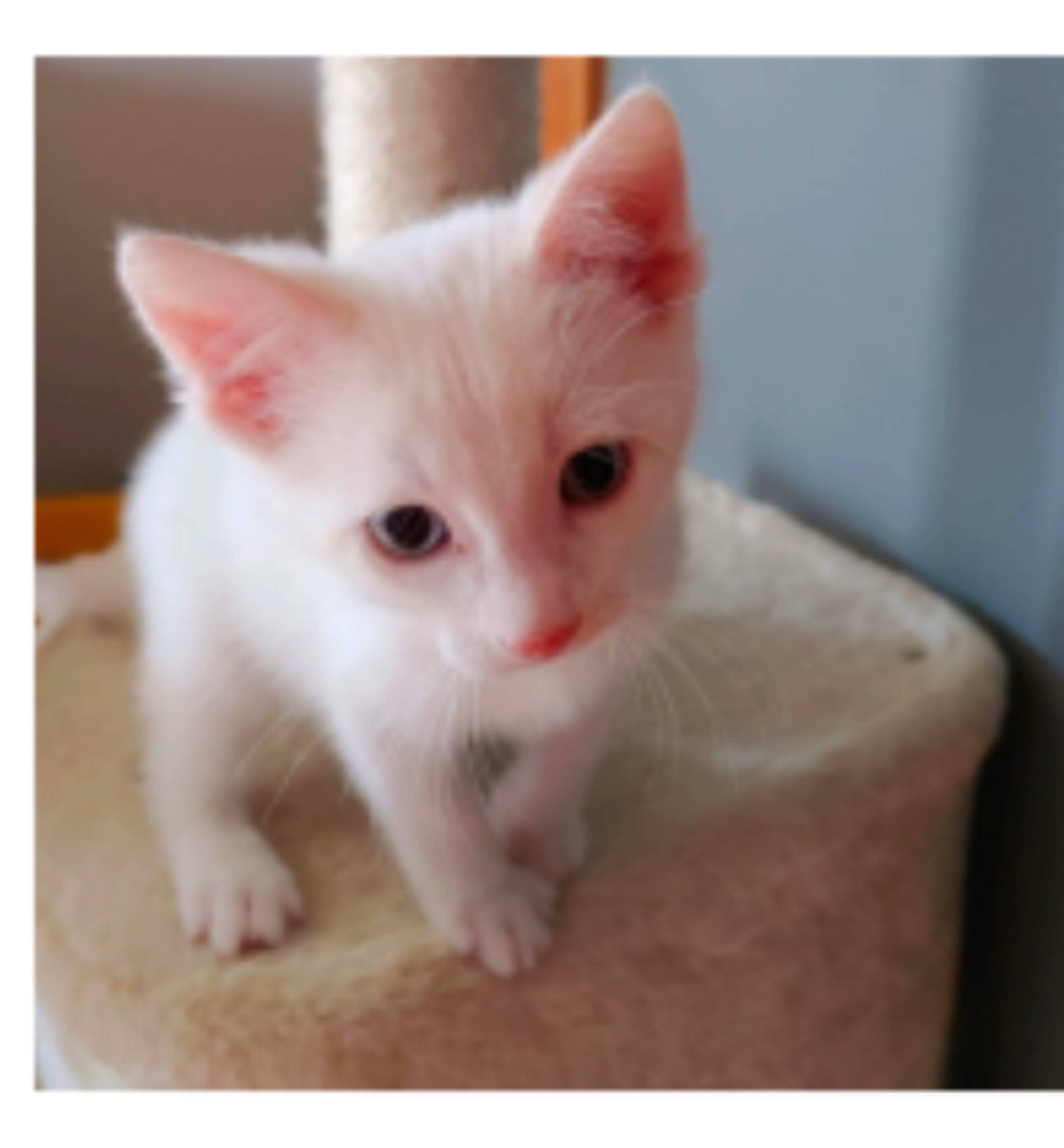 Lucius is registered to the contest to win money with this photo: burmilla, carnivore, cat, colorpoint_shorthair, domestic_short_haired_cat, ear, eye, fawn, felidae, javanese, khao_manee, kitten, mammal, polydactyl_cat, skin, small_to_medium_sized_cats, turkish_angora, turkish_van, vertebrate, whiskers