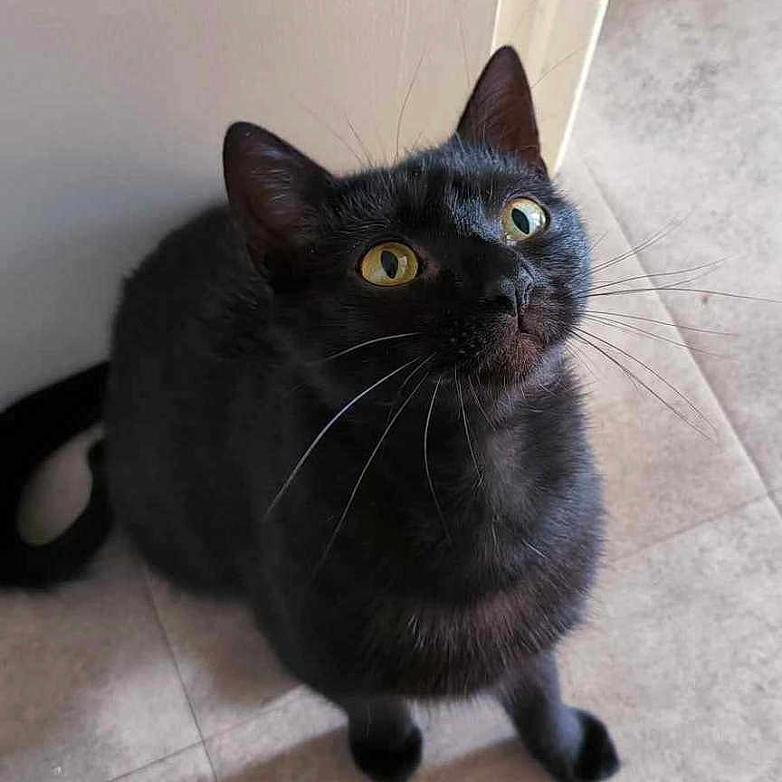 Zorro