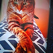 Brosolo a rejoint le concours — aidez-le/la à gagner de superbes lots ! cat, tabby, paws, crossed_paws, cushion, patterned_cushion, indoor, relaxed, feline, pet, whiskers, fur, closeup, animal, mammal, resting, cute, orange_tone, portrait, domestic_cat