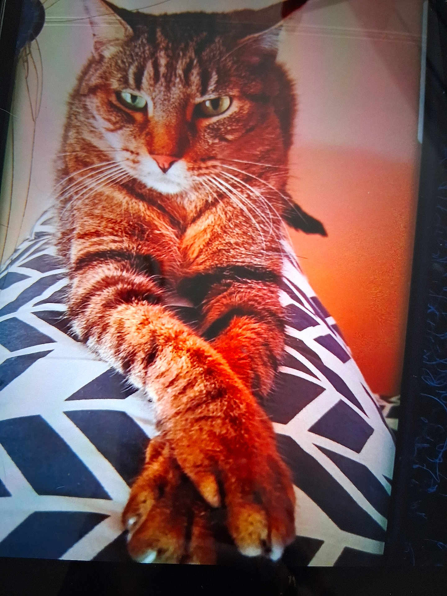 Brosolo a rejoint le concours — aidez-le/la à gagner de superbes lots ! cat, tabby, paws, crossed_paws, cushion, patterned_cushion, indoor, relaxed, feline, pet, whiskers, fur, closeup, animal, mammal, resting, cute, orange_tone, portrait, domestic_cat