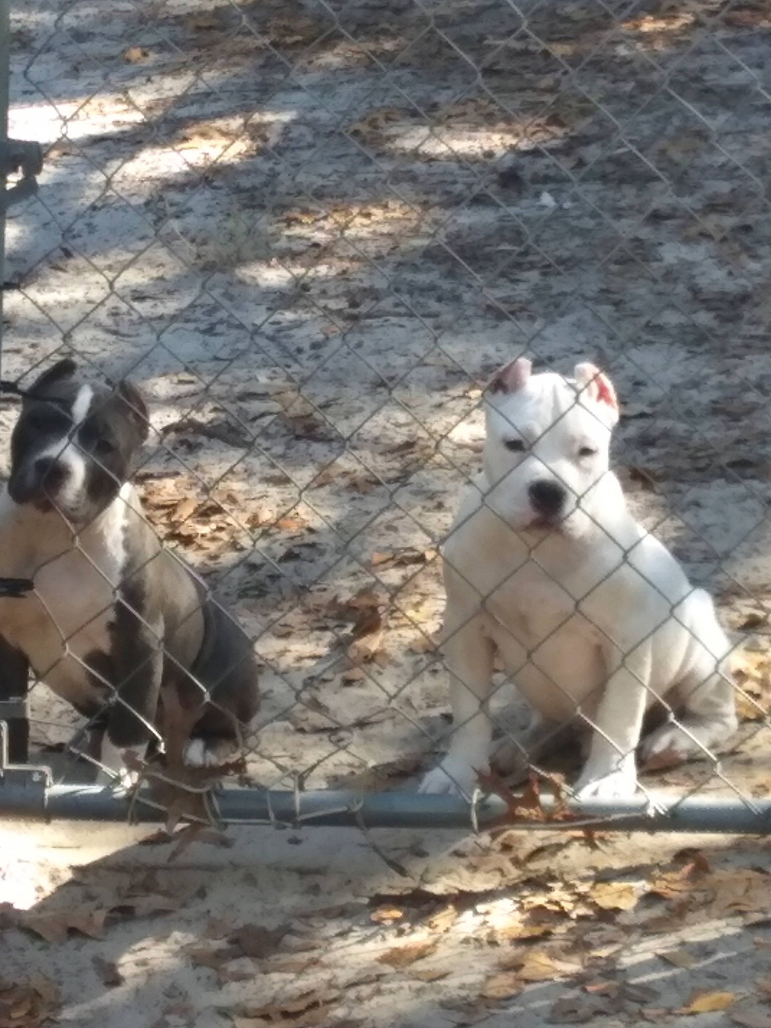 Jaxson joined the competition — help win amazing prizes! american_bulldog, american_pit_bull_terrier, american_staffordshire_terrier, bully_kutta, canidae, carnivore, dog, dog_breed, dogo_argentino, dogo_guatemalteco, fawn, gull_terr, mammal, non_sporting_group, pit_bull, rare_breed_dog, vertebrate