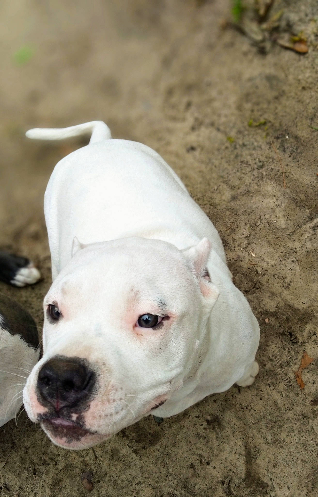 Jaxson is registered to the contest to win money with this photo: american_bulldog, american_pit_bull_terrier, american_staffordshire_terrier, bull_and_terrier, bully_kutta, canidae, carnivore, cordoba_fighting_dog, dog, dog_breed, dogo_argentino, dogo_guatemalteco, mammal, molosser, non_sporting_group, nose, pit_bull, rare_breed_dog, snout, vertebrate