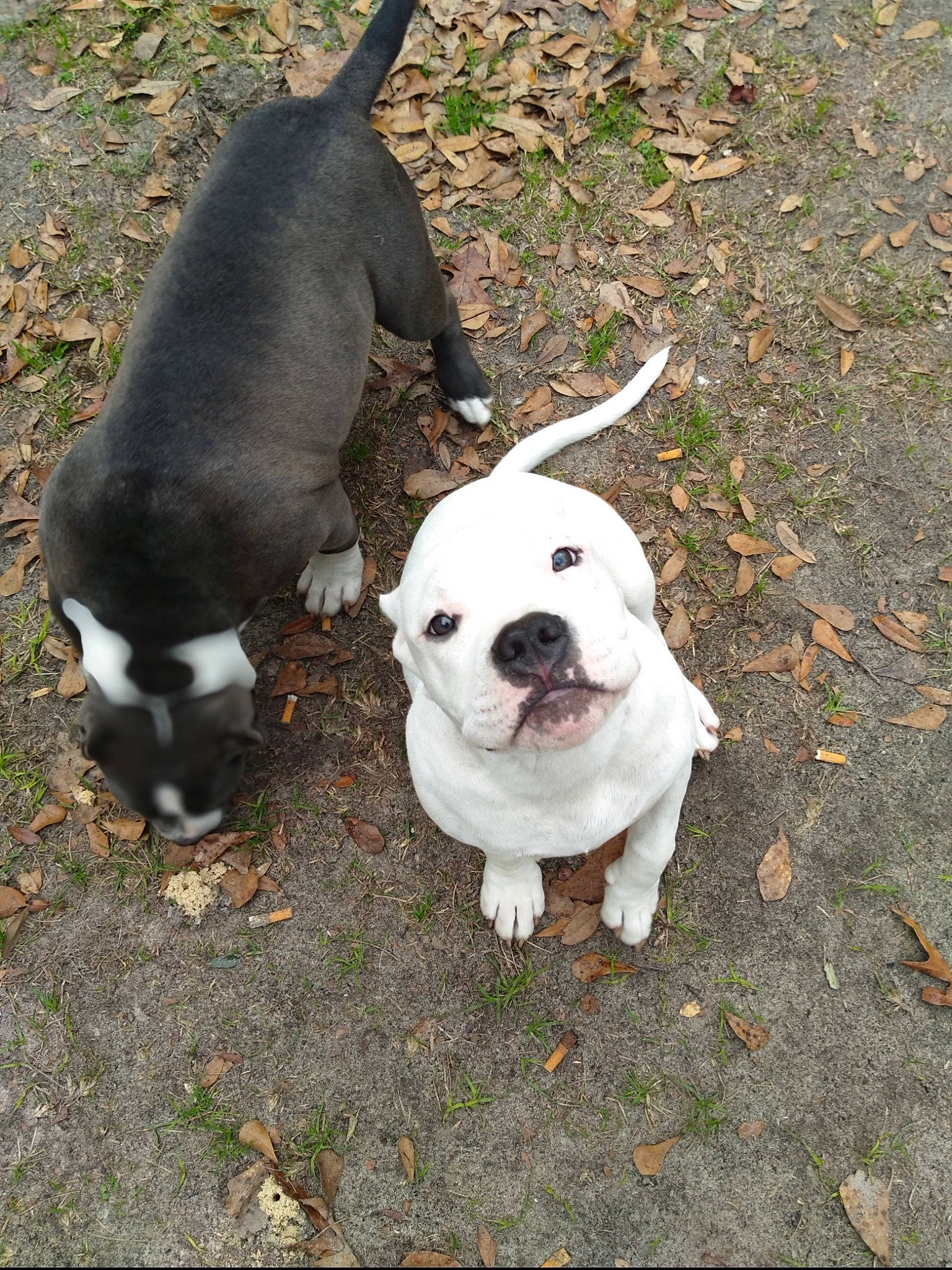 Jaxson joined the competition — help win amazing prizes! american_bulldog, american_pit_bull_terrier, american_staffordshire_terrier, australian_bulldog, canidae, carnivore, dog, dog_breed, dorset_olde_tyme_bulldogge, fawn, mammal, non_sporting_group, pit_bull, puppy, rare_breed_dog, snout, sporting_group, staffordshire_bull_terrier, toy_bulldog, vertebrate