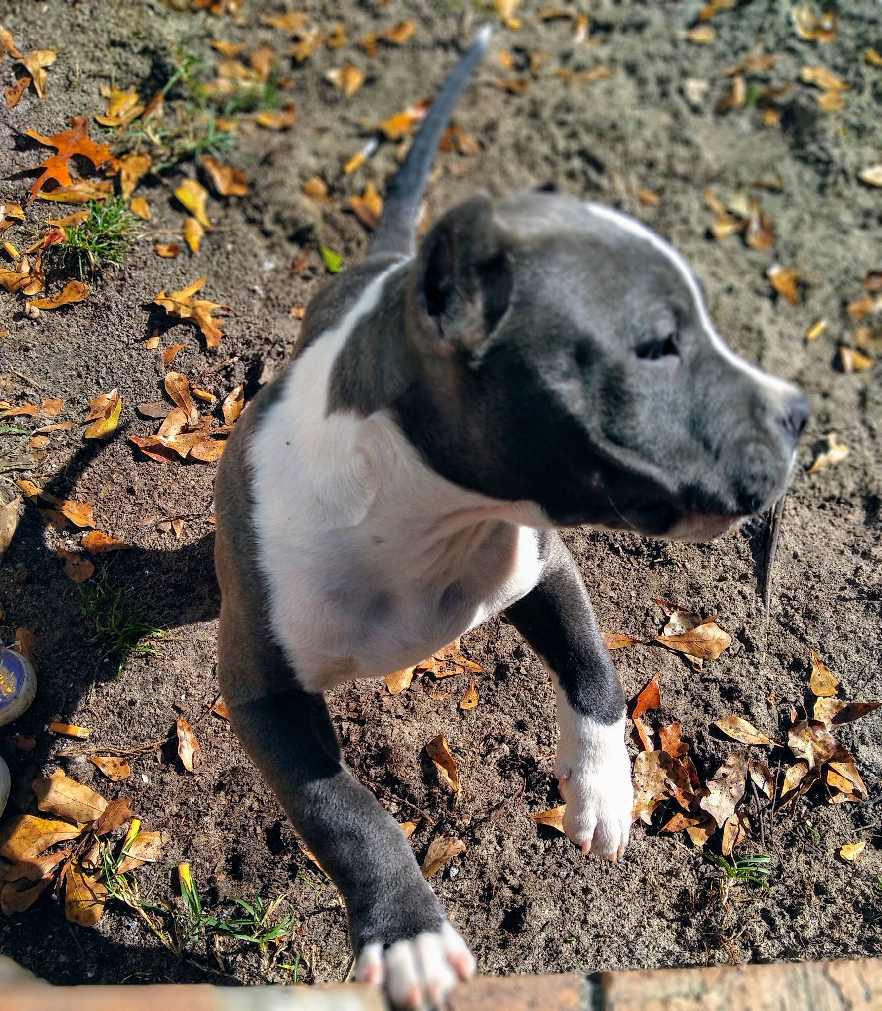 Reagan joined the competition — help win amazing prizes! american_pit_bull_terrier, american_staffordshire_terrier, canidae, carnivore, dog, dog_breed, fawn, mammal, non_sporting_group, snout, sporting_group