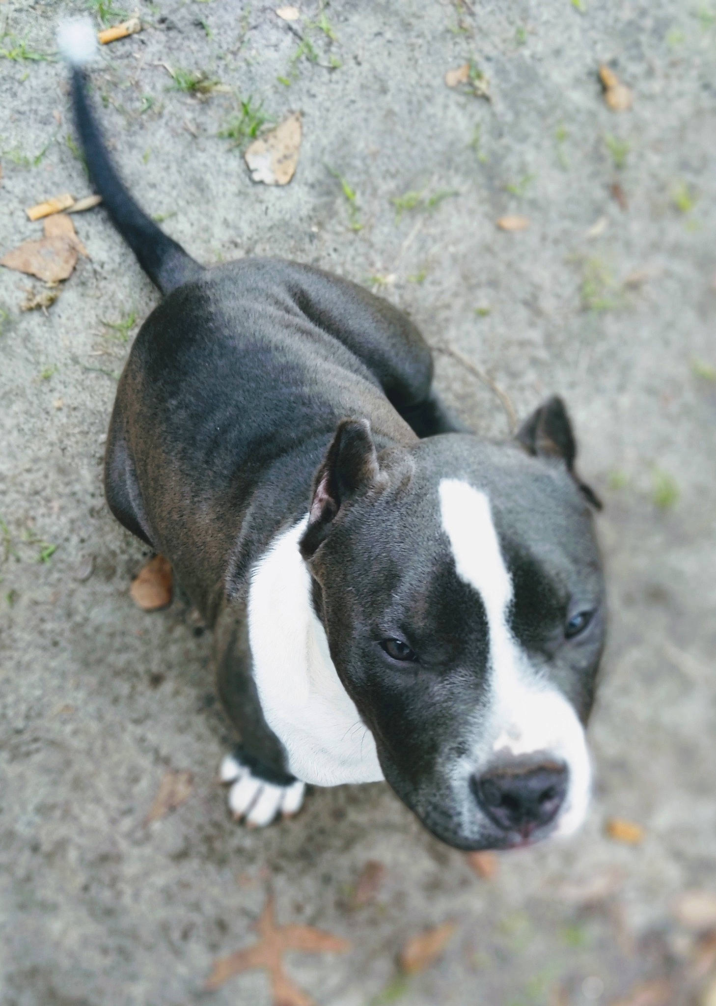 Reagan joined the competition — help win amazing prizes! american_pit_bull_terrier, american_staffordshire_terrier, bull_and_terrier, canidae, carnivore, dog, dog_breed, fawn, mammal, non_sporting_group, old_english_terrier, pit_bull, snout, sporting_group, staffordshire_bull_terrier, tail, terrier, vertebrate