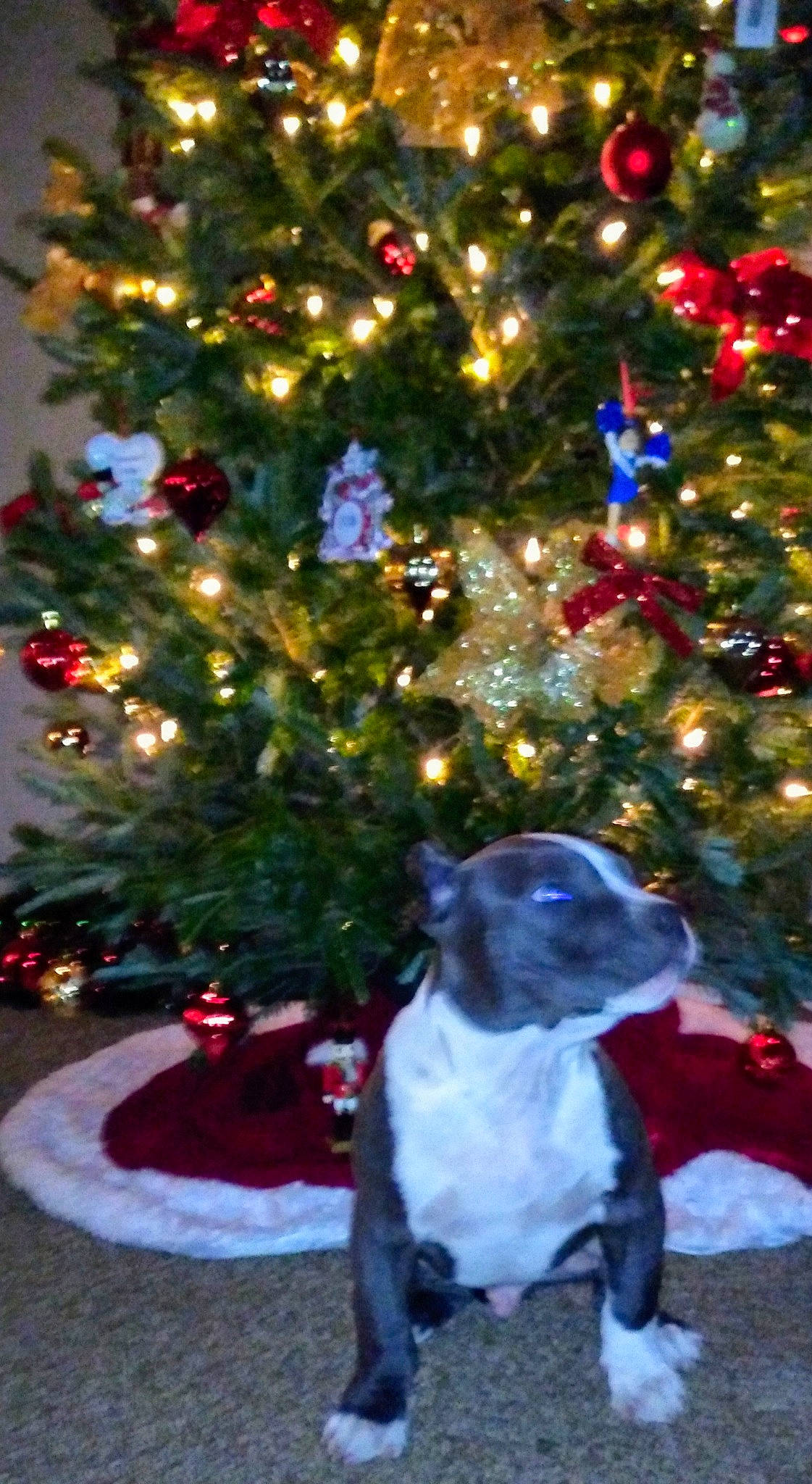 Reagan is registered to the contest to win money with this photo: boston_terrier, canidae, carnivore, christmas, christmas_decoration, christmas_eve, christmas_lights, christmas_ornament, christmas_tree, dog, dog_breed, fir, french_bulldog, holiday_ornament, non_sporting_group, pine_family, plant, sporting_group, spruce, tree