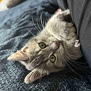 Kyo participe au concours pour gagner de l'argent avec cette photo : animal, blanket, cat, claws, close_up, curious, cute, ears, fabric, fur, gray_tabby, indoor, kitten, pet, playful, resting, small, texture, whiskers, young