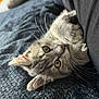 animal, blanket, cat, claws, close_up, curious, cute, ears, fabric, fur, gray_tabby, indoor, kitten, pet, playful, resting, small, texture, whiskers, young