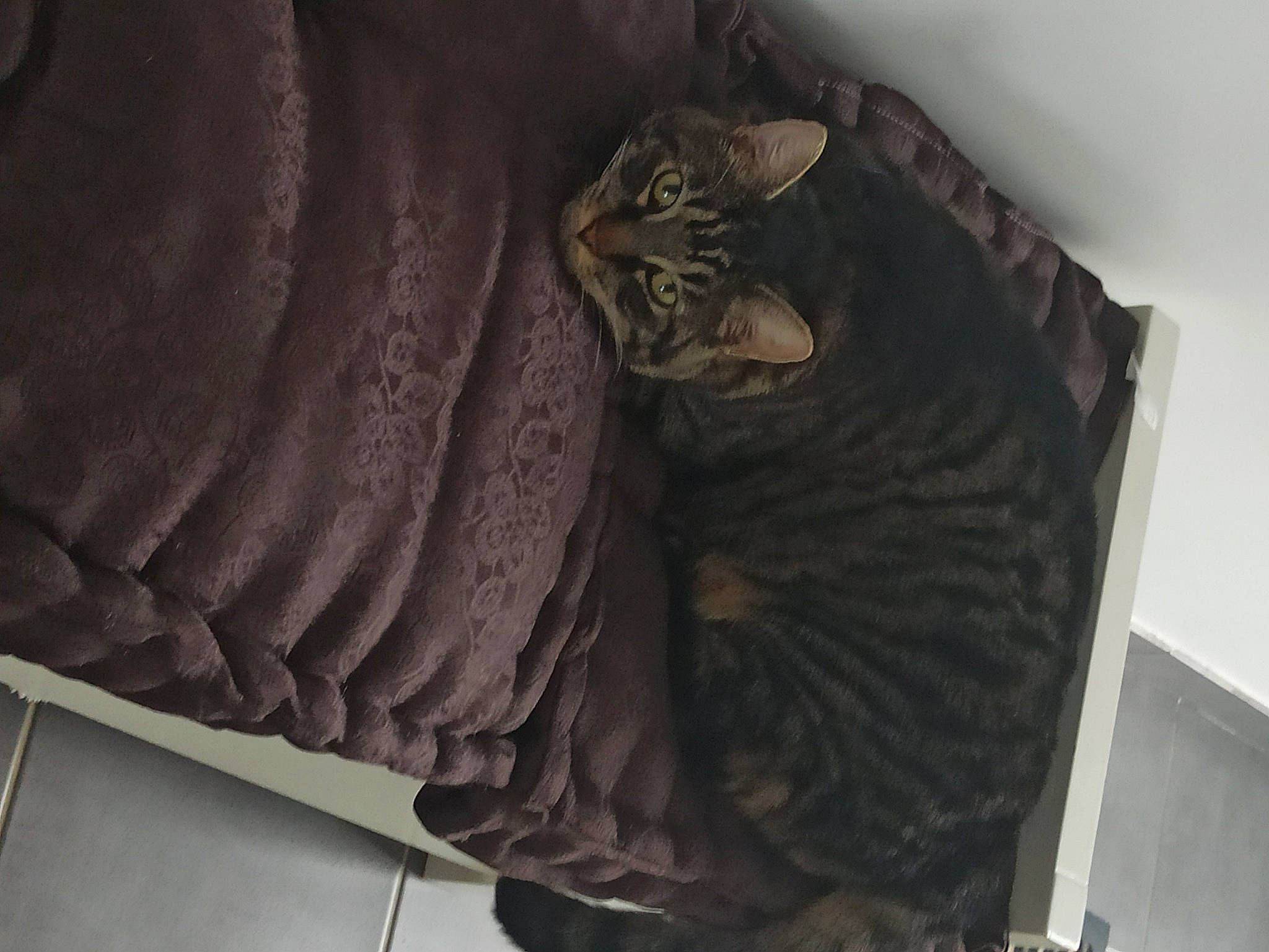 Woody a rejoint le concours — aidez-le/la à gagner de superbes lots ! art, automotive_tire, bag, carving, cat, comfort, felidae, flooring, fur, grey, hardwood, linens, metal, pattern, room, sculpture, small_to_medium_sized_cats, tail, whiskers, wood