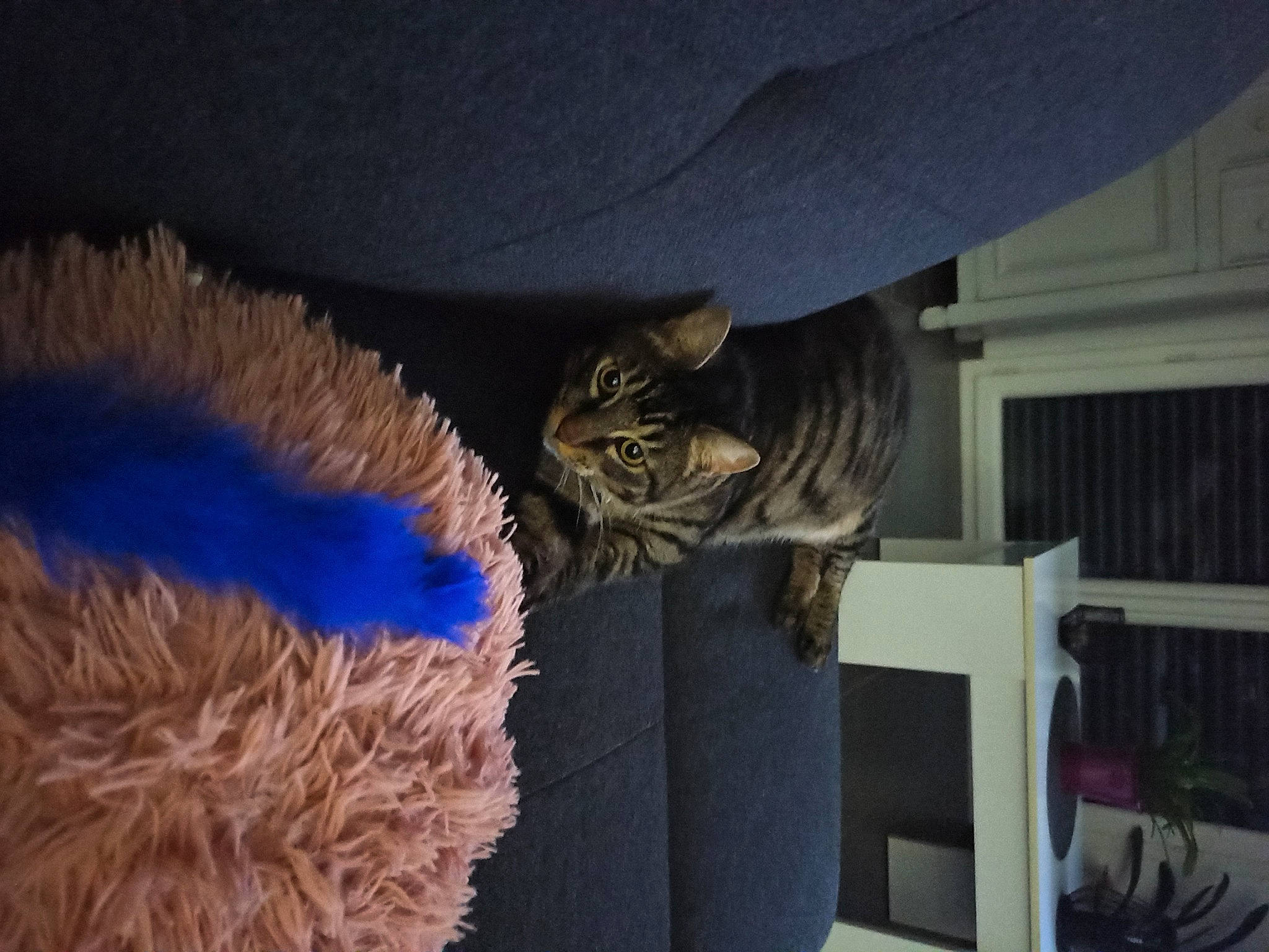 Woody participe au concours pour gagner de l'argent avec cette photo : carnivore, cat, ceiling, comfort, darkness, domestic_short_haired_cat, electric_blue, felidae, fur, fur_clothing, natural_material, plant, room, small_to_medium_sized_cats, tail, whiskers, wildlife, window, wood