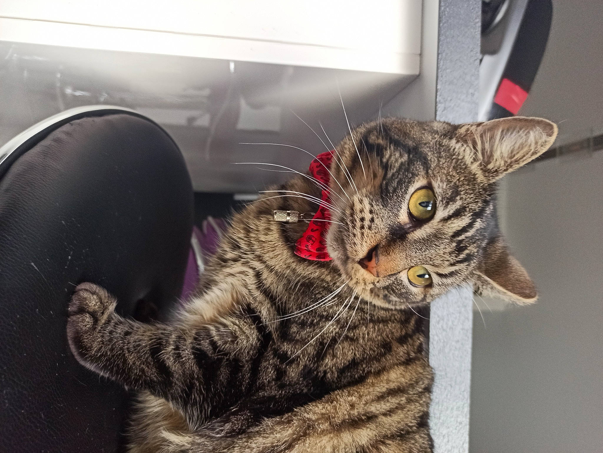 Woody participe au concours pour gagner de l'argent avec cette photo : carnivore, cat, claw, domestic_short_haired_cat, felidae, fur, mammal, paw, small_to_medium_sized_cats, tail, terrestrial_animal, vehicle_door, whiskers, windshield