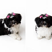 Honee joined the competition — help win amazing prizes! adorable, animal, black_and_white, bow, companion, cute, dog, domestic_animal, fluffy, fur, looking_up, pet, playful, portrait, puppy, sitting, small_dog, studio_shot, white_background, young
