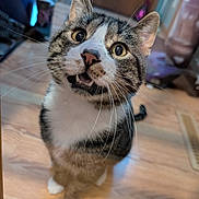 Bob joined the competition — help win amazing prizes! animal, cat, close_up, curious, cute, domestic_animal, ears, feline, flooring, house, indoor, looking_up, mammal, open_mouth, pet, tabby, whiskers, white_chest, white_paws, wooden_floor