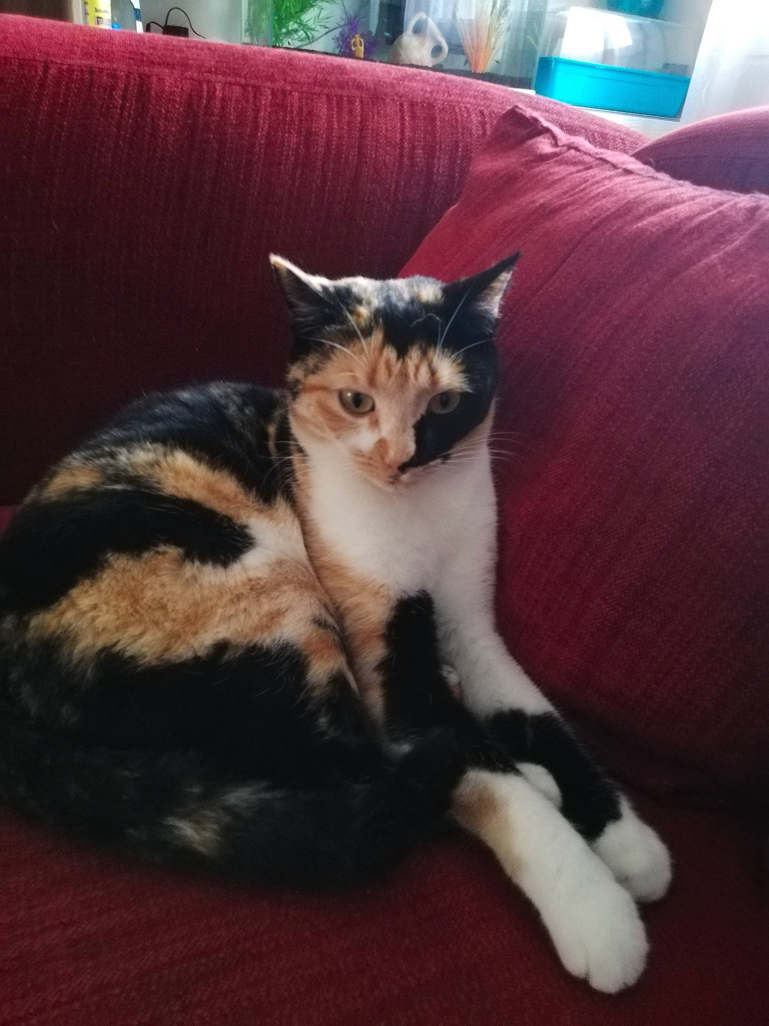 Nahia a rejoint le concours — aidez-le/la à gagner de superbes lots ! carnivore, cat, claw, comfort, couch, domestic_short_haired_cat, felidae, flooring, fur, living_room, paw, pillow, plant, sitting, small_to_medium_sized_cats, snout, tail, tree, whiskers, wood