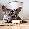 dog, french_bulldog, bone, chew_toy, carpet, indoor, pet, lying_down, close_up, ears, snout, floor, home, cute, animal, resting, muzzle, domestic, portrait, background_blur