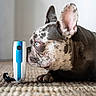 dog, french_bulldog, pet, curious, blue_eyes, carpet, indoor, sniffing, gadget, close_up, animal, texture, brown, white, ears, face, nose, floor, side_view, focus