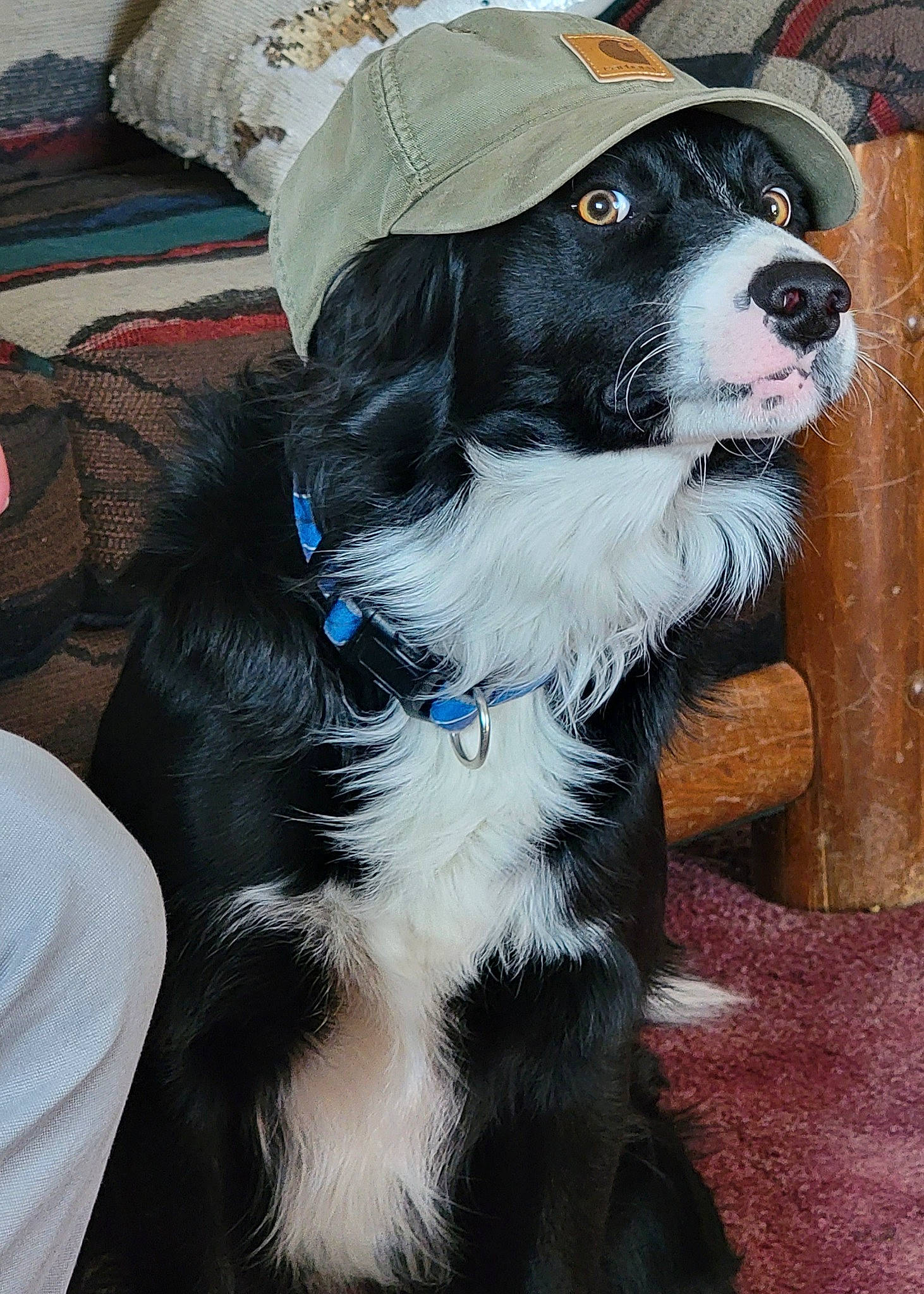 Ruger joined the competition — help win amazing prizes! canidae, carnivore, collar, companion_dog, dog, dog_breed, dog_collar, dog_supply, door, electric_blue, fur, gun_dog, hat, leash, spaniel, sporting_group, toy_dog, whiskers, working_animal, working_dog