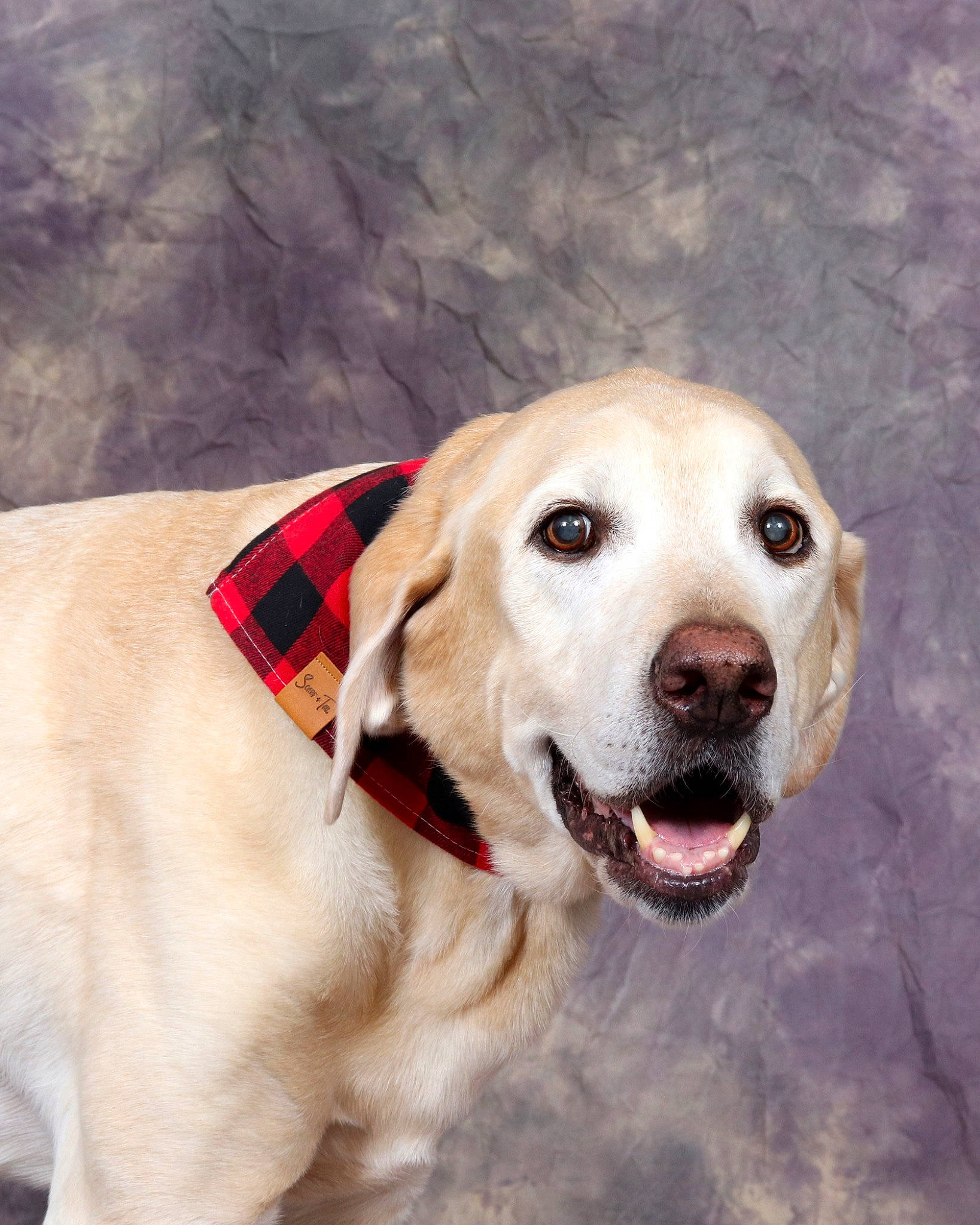 Colby joined the competition — help win amazing prizes! canidae, carnivore, collar, companion_dog, dog, dog_breed, dog_collar, dog_supply, fawn, fur, gun_dog, happy, labrador_retriever, pet_supply, retriever, snout, sporting_group, whiskers, wood, working_animal