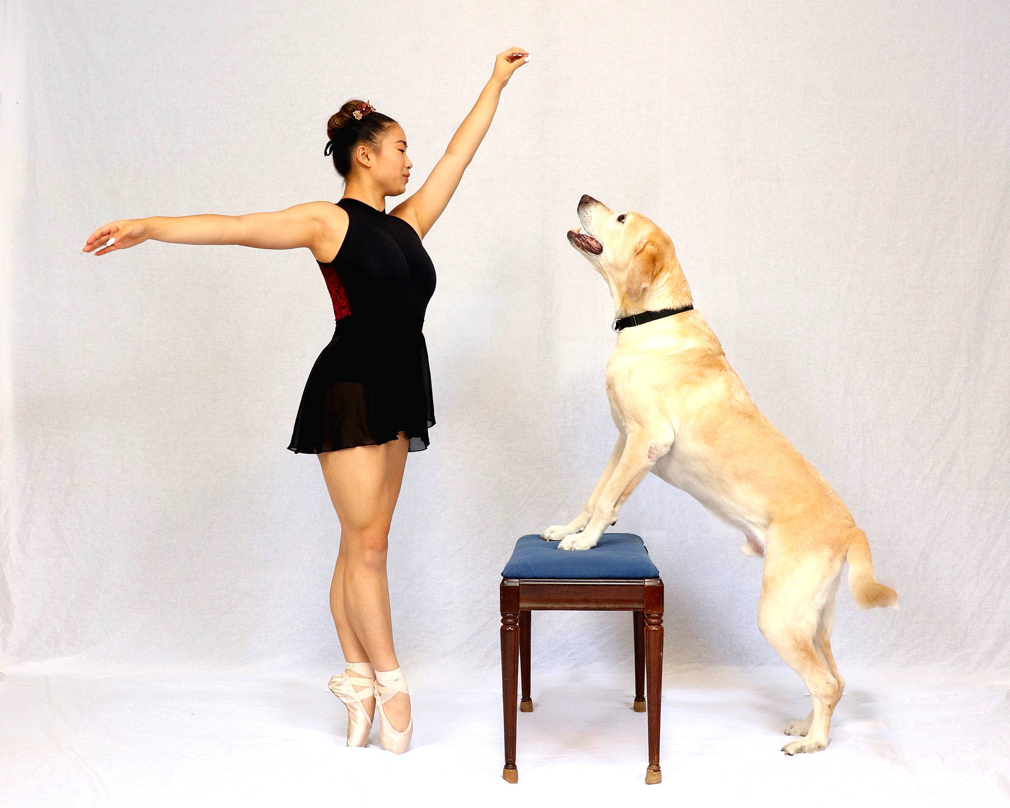 Colby is registered to the contest to win money with this photo: arm, carnivore, companion_dog, dog, dog_breed, dress, eyewear, fawn, foot, gesture, happy, human_leg, knee, leg, sitting, sporting_group, table, tail, thigh, waist