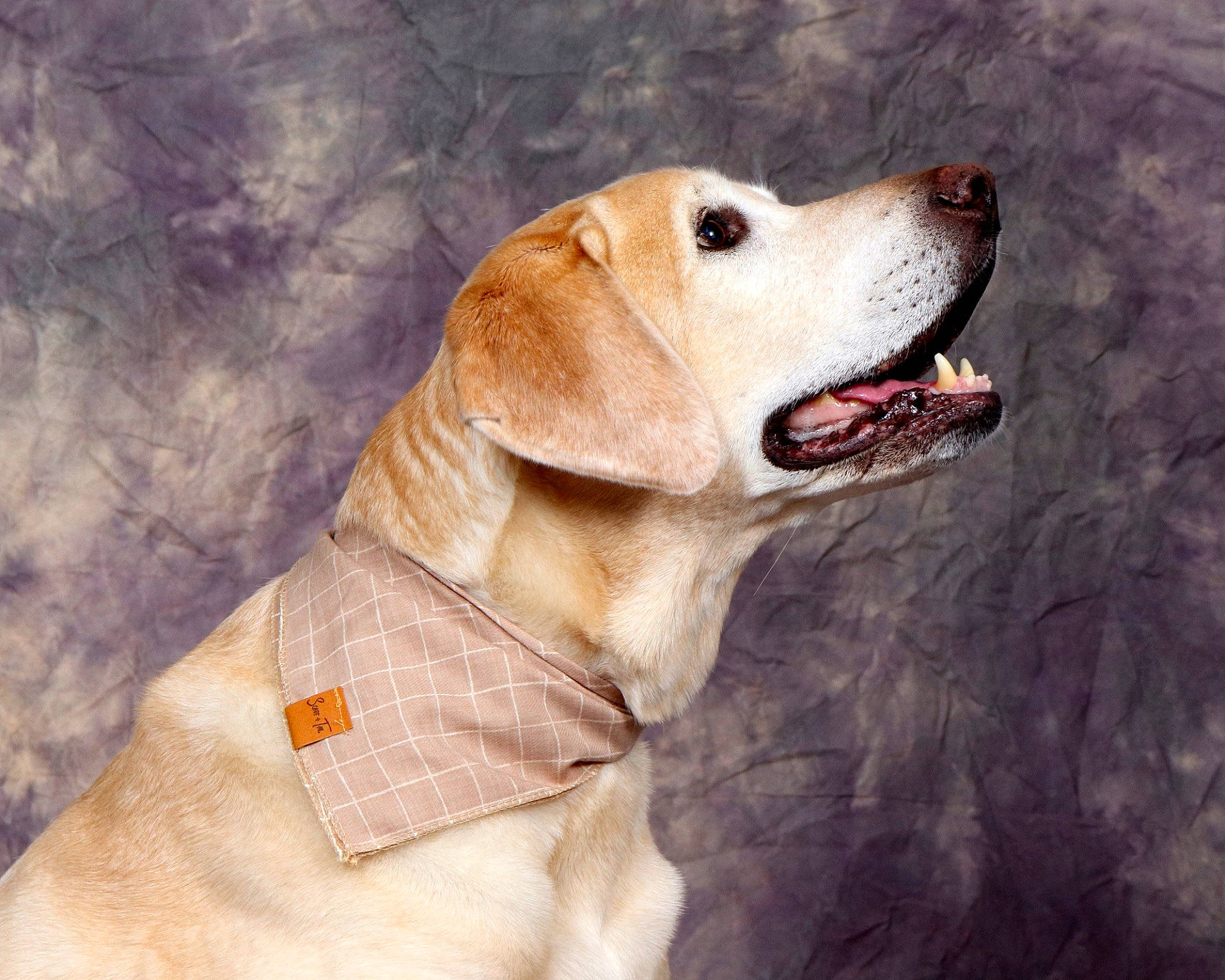 Colby joined the competition — help win amazing prizes! canidae, carnivore, collar, companion_dog, dog, dog_breed, dog_collar, dog_supply, ear, fawn, gun_dog, happy, liver, pet_supply, retriever, smile, snout, sporting_group, whiskers, working_animal