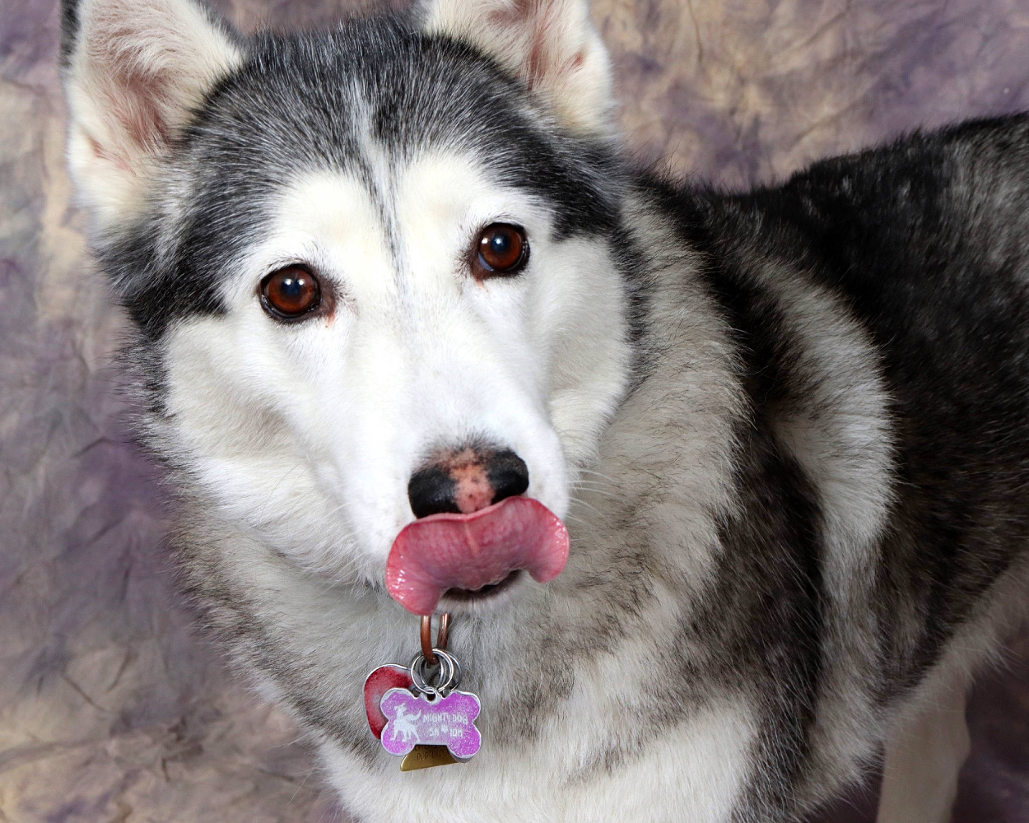 Samie is registered to the contest to win money with this photo: ancient_dog_breeds, canidae, canis, carnivore, collar, dog, dog_breed, fur, grey, jaw, jewellery, siberian_husky, sled_dog, snout, sporting_group, terrestrial_animal, whiskers, wildlife, wolf, working_dog
