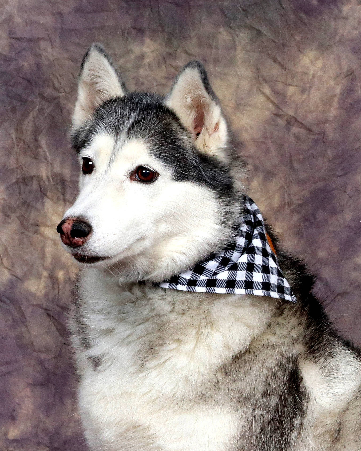Samie is registered to the contest to win money with this photo: art, canidae, canis, carnivore, collar, companion_dog, dog, dog_breed, eye, fur, head, jaw, sled_dog, snout, sporting_group, terrestrial_animal, whiskers, wildlife, wolf, working_animal