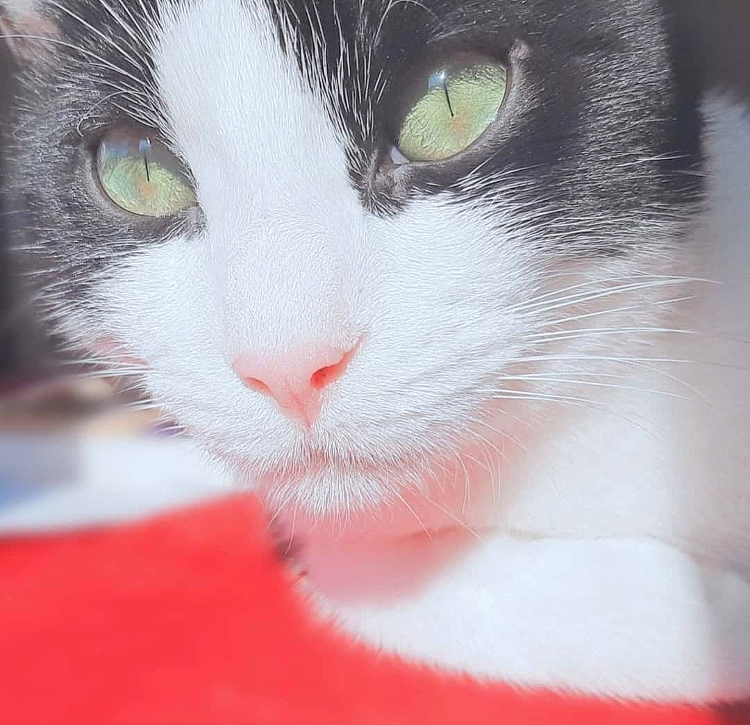 Akira participe au concours pour gagner de l'argent avec cette photo : art, carmine, carnivore, cat, close_up, curious, domestic_short_haired_cat, felidae, fur, iris, paw, small_to_medium_sized_cats, snout, tail, terrestrial_animal, whiskers
