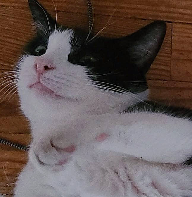 Akira participe au concours pour gagner de l'argent avec cette photo : carnivore, cat, claw, comfort, domestic_short_haired_cat, eye, eyelash, felidae, foot, fur, hair, head, human_body, paw, small_to_medium_sized_cats, snout, tail, terrestrial_animal, whiskers