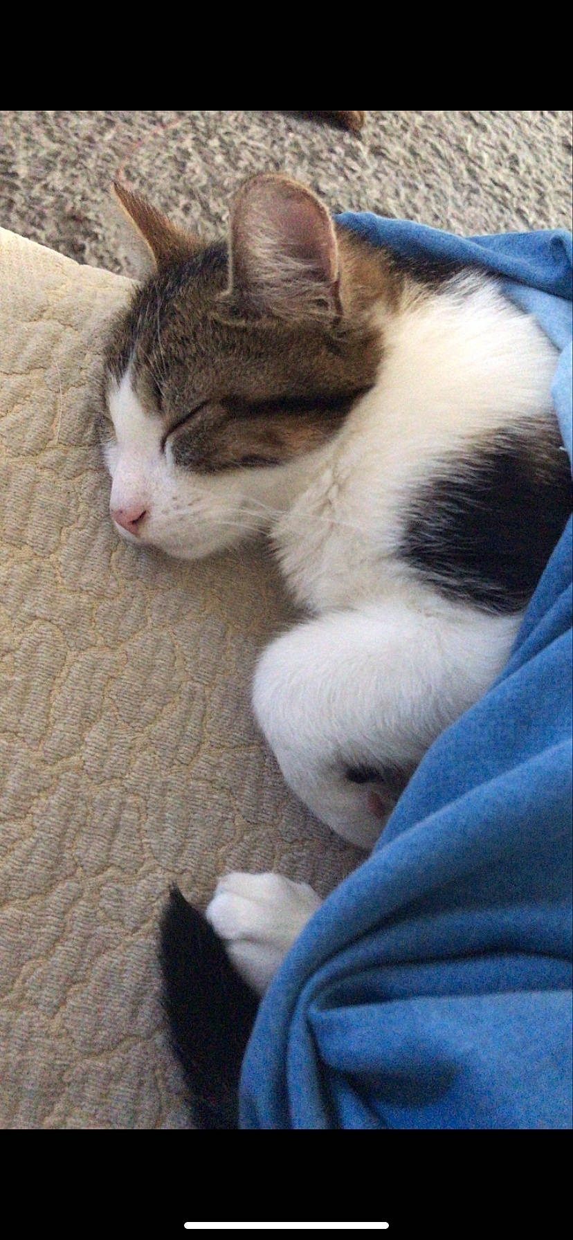 Mooshi a rejoint le concours — aidez-le/la à gagner de superbes lots ! carnivore, cat, claw, comfort, domestic_short_haired_cat, felidae, foot, fur, grass, nap, paw, sitting, small_to_medium_sized_cats, tail, whiskers, window