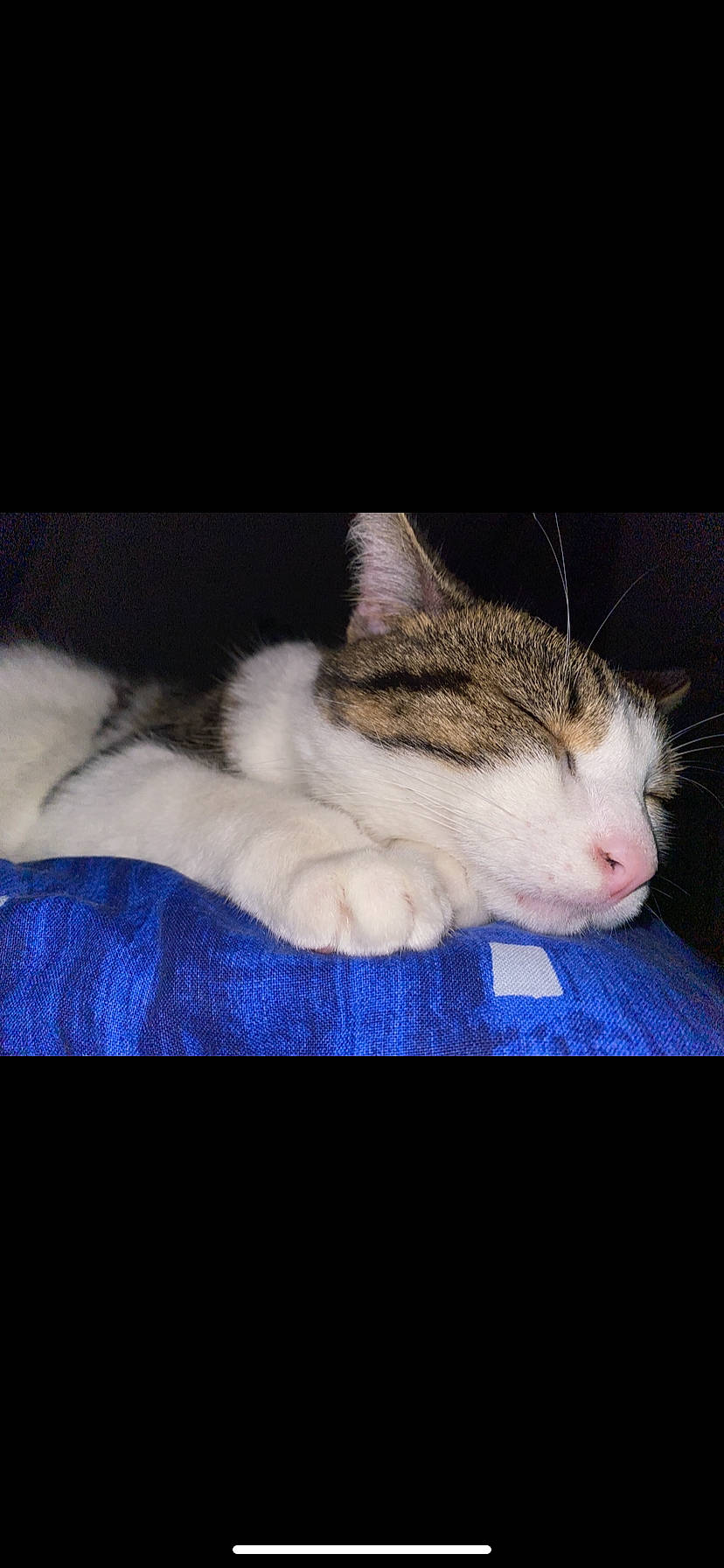 Mooshi a rejoint le concours — aidez-le/la à gagner de superbes lots ! carnivore, cat, cloud, comfort, darkness, domestic_short_haired_cat, ear, felidae, fur, meteorological_phenomenon, night, paw, photo_caption, sky, small_to_medium_sized_cats, snout, square, tail, whiskers, wood