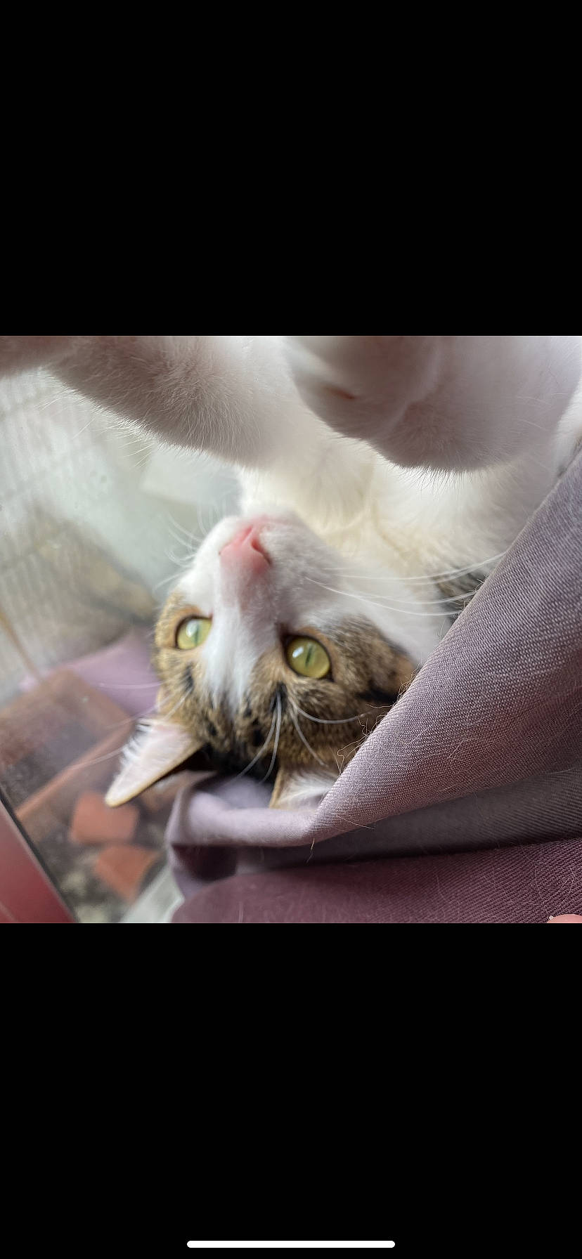 Mooshi participe au concours pour gagner de l'argent avec cette photo : carnivore, cat, comfort, felidae, fur, paw, plant, small_to_medium_sized_cats, snout, whiskers