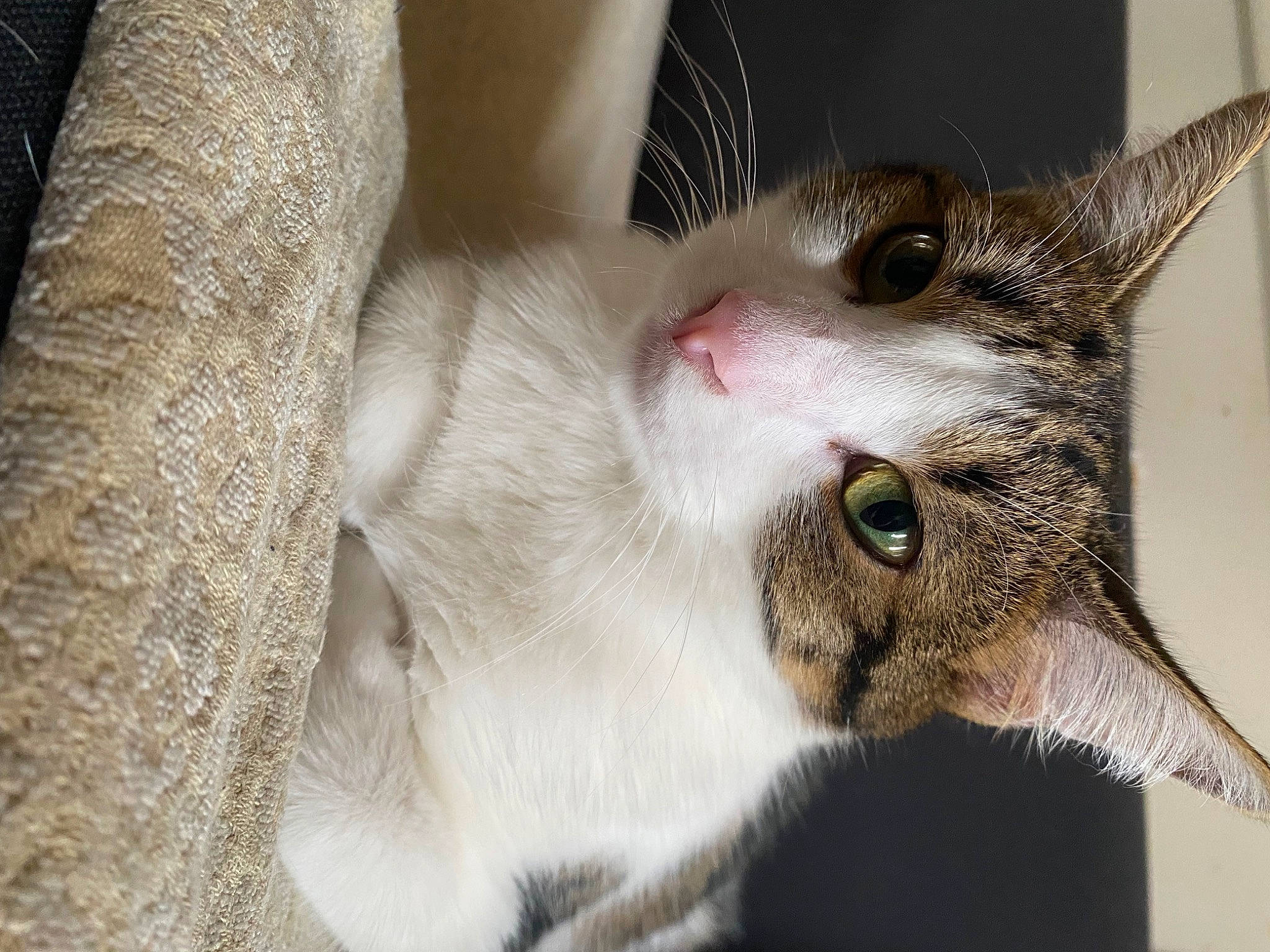 Mooshi a rejoint le concours — aidez-le/la à gagner de superbes lots ! carnivore, cat, claw, domestic_short_haired_cat, ear, felidae, fur, paw, small_to_medium_sized_cats, snout, whiskers