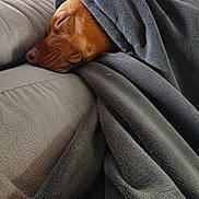 Sia participe au concours pour gagner de l'argent avec cette photo : dog, sleeping, blanket, couch, cozy, brown_dog, indoor, relaxation, nap, soft_texture, fur, comfort, resting, warm, pet, domestic_animal, closeup, peaceful, wrapped, snug