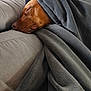 dog, sleeping, blanket, couch, cozy, brown_dog, indoor, relaxation, nap, soft_texture, fur, comfort, resting, warm, pet, domestic_animal, closeup, peaceful, wrapped, snug
