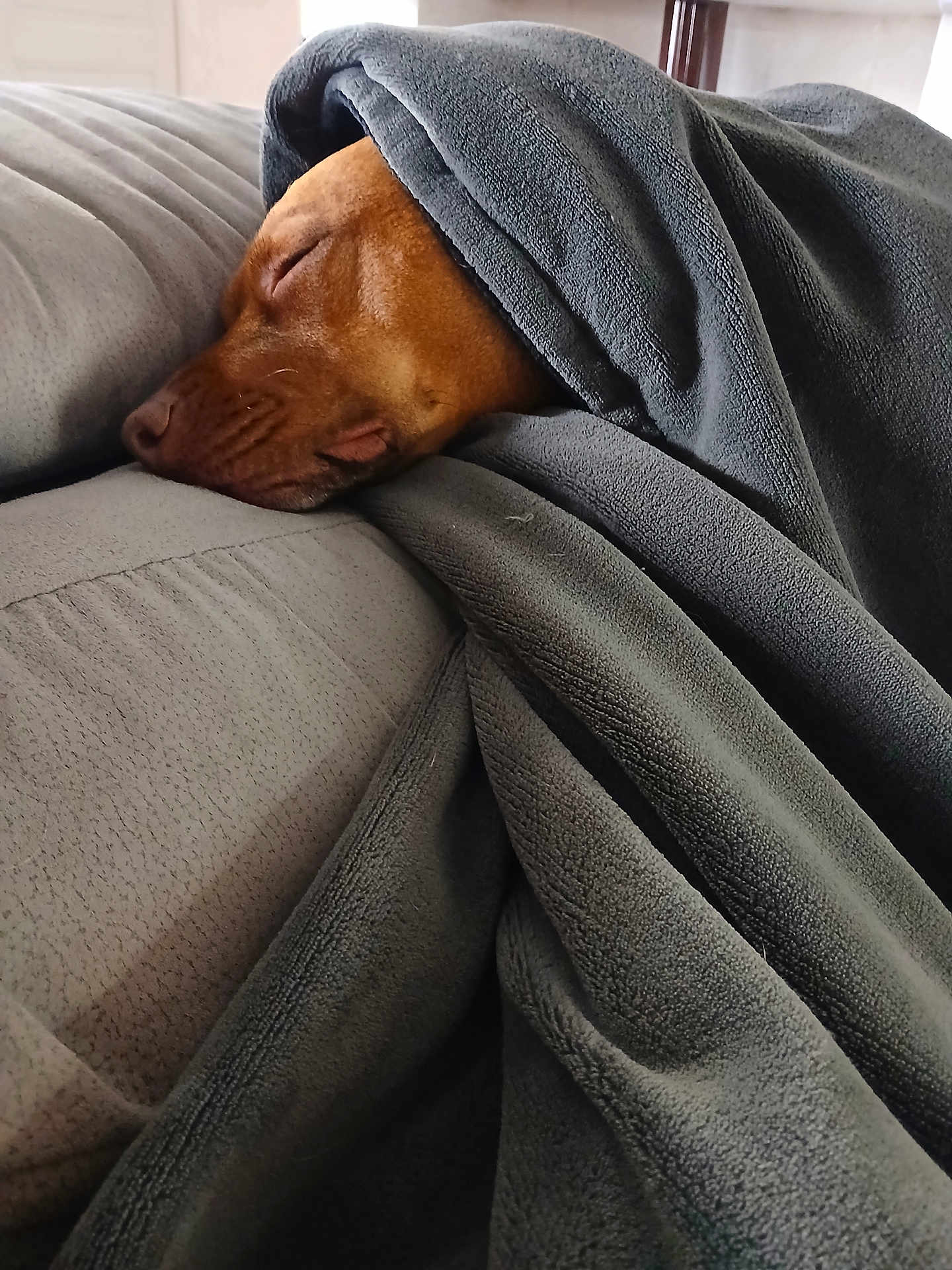 Sia participe au concours pour gagner de l'argent avec cette photo : dog, sleeping, blanket, couch, cozy, brown_dog, indoor, relaxation, nap, soft_texture, fur, comfort, resting, warm, pet, domestic_animal, closeup, peaceful, wrapped, snug