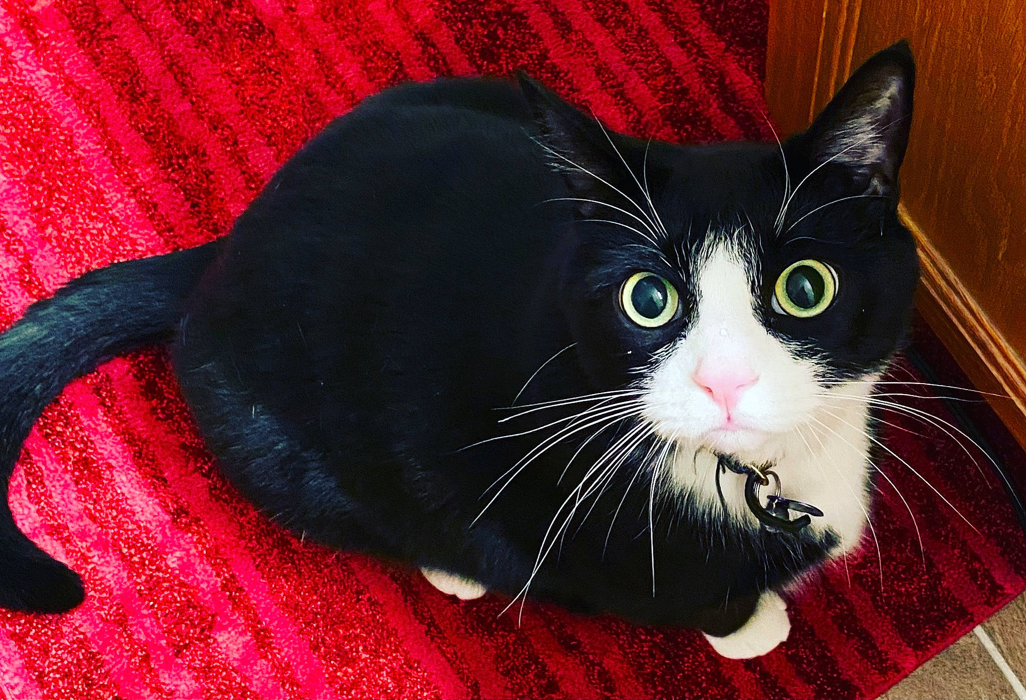 Brutus joined the competition — help win amazing prizes! black_cat, carmine, carnivore, cat, claw, comfort, domestic_short_haired_cat, felidae, foot, fur, paw, small_to_medium_sized_cats, snout, tail, whiskers