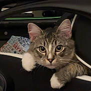 Bellaa joined the competition — help win amazing prizes! cat, tabby_cat, white_paws, pet, animal, indoor, curious, face, ears, whiskers, carrier, bag, birthday, fabric, pattern, cozy, closeup, feline, cute, alert