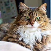 Bella joined the competition — help win amazing prizes! cat, fluffy, green_eyes, window, indoor, feline, pet, fur, whiskers, relaxed, close_up, animal, cozy, soft, resting, portrait, cute, tabby, domestic, comfortable