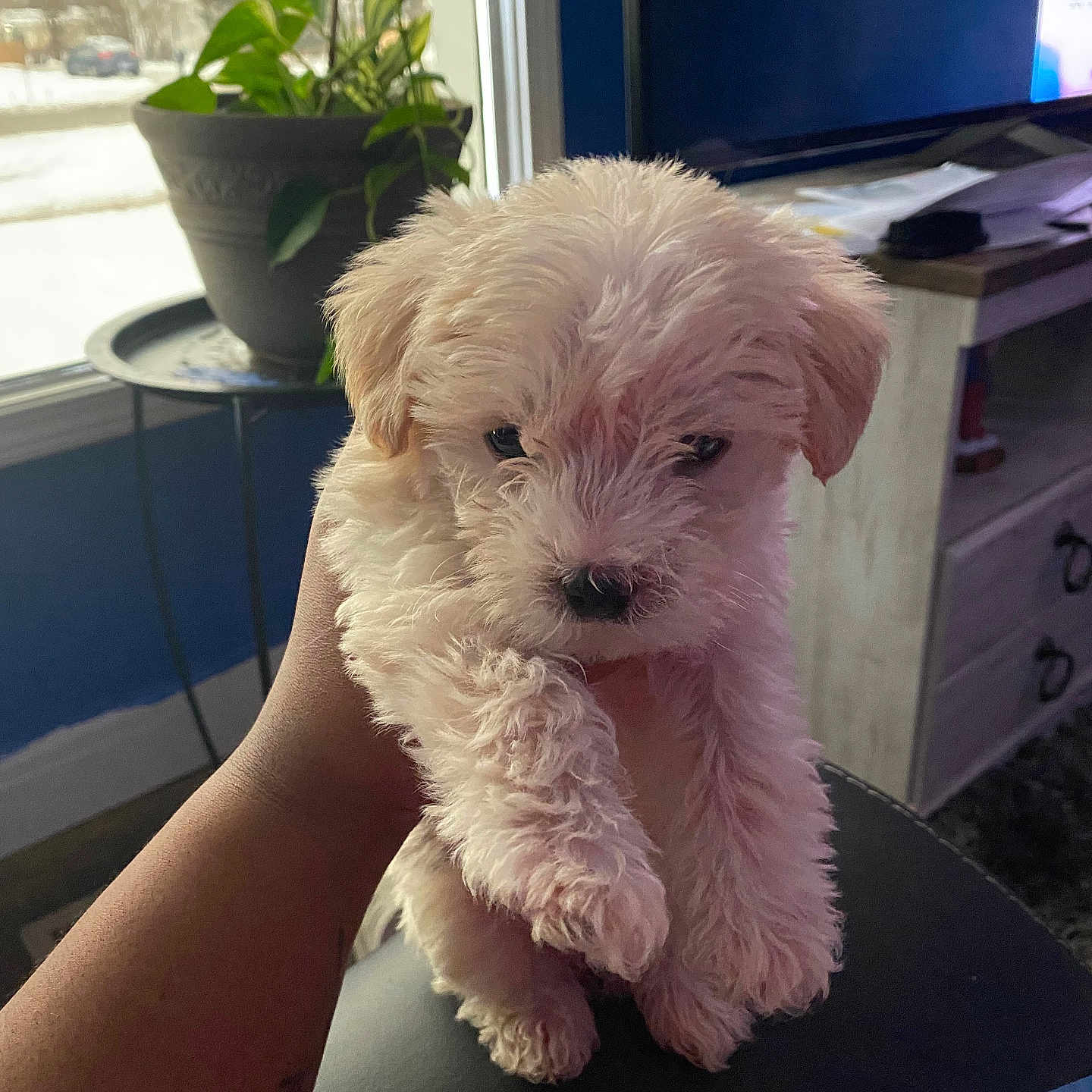 Logan is registered to the contest to win money with this photo: adorable, animal, carpet, cozy, curious, cute, dog, fluffy, furniture, hand, indoor, living_room, pet, plant, puppy, snow, table, television, white, window