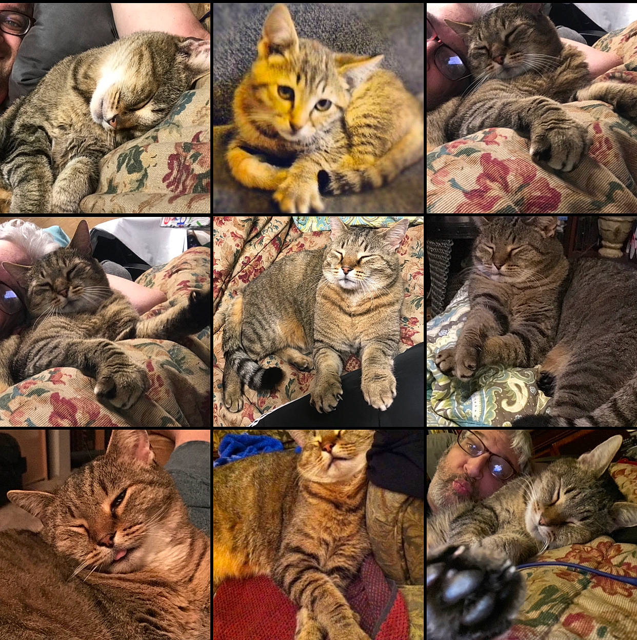 Albert is registered to the contest to win money with this photo: big_cats, carnivore, cat, collage, facial_expression, fawn, felidae, fur, mammal, organism, pattern, photo_caption, photograph, small_to_medium_sized_cats, snapshot, snout, terrestrial_animal, vertebrate, whiskers, wildlife