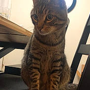 Tiger is registered to the contest to win money with this photo: cat, tabby, feline, sitting, chair, indoor, table, wooden, pet, animal, curious, striped, whiskers, paws, ears, eyes, domestic, furniture, closeup, home