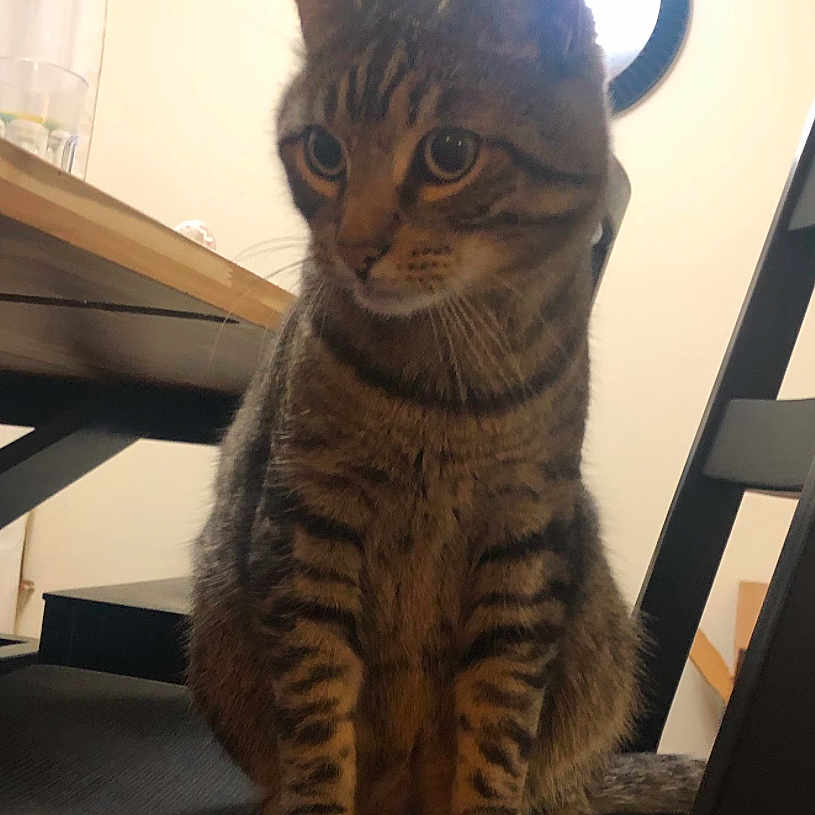 Tiger is registered to the contest to win money with this photo: animal, cat, chair, closeup, curious, domestic, ears, eyes, feline, furniture, home, indoor, paws, pet, sitting, striped, tabby, table, whiskers, wooden