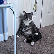 Shelby is registered to the contest to win money with this photo: cat, tabby_cat, indoor, carpet, door, relaxed, sitting, white_paws, pet, animal, fur, whiskers, green_eyes, household, feline, cute, looking_at_camera, resting, floor, domestic_animal