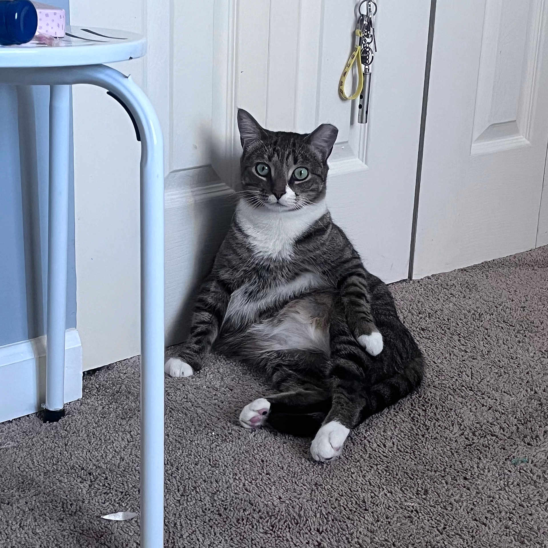 Shelby is registered to the contest to win money with this photo: cat, tabby_cat, indoor, carpet, door, relaxed, sitting, white_paws, pet, animal, fur, whiskers, green_eyes, household, feline, cute, looking_at_camera, resting, floor, domestic_animal