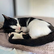 Simon is registered to the contest to win money with this photo: cat, black_and_white, sleeping, curled_up, feline, pet, indoor, blanket, soft_texture, resting, fur, whiskers, paws, cute, cozy, animal, nap, domestic_cat, relaxation, bed