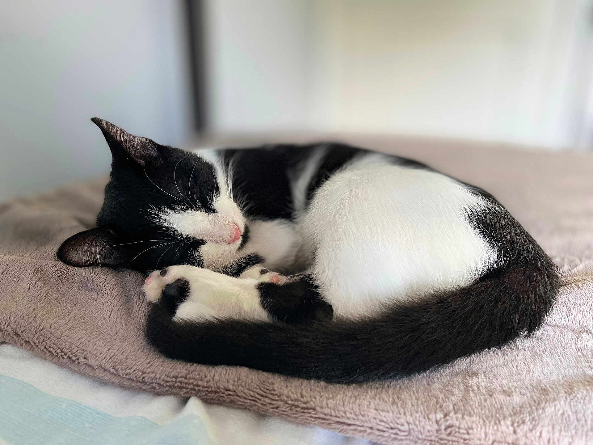 Simon is registered to the contest to win money with this photo: cat, black_and_white, sleeping, curled_up, feline, pet, indoor, blanket, soft_texture, resting, fur, whiskers, paws, cute, cozy, animal, nap, domestic_cat, relaxation, bed