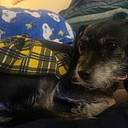 Nala joined the competition — help win amazing prizes! dog, small_dog, black_fur, gray_fur, yellow_plaid, blanket, snoopy_pattern, resting, cozy, indoor, pet, close_up, fur_texture, snuggled, fabric, plaid_pattern, sleepy, cute, animal, companion